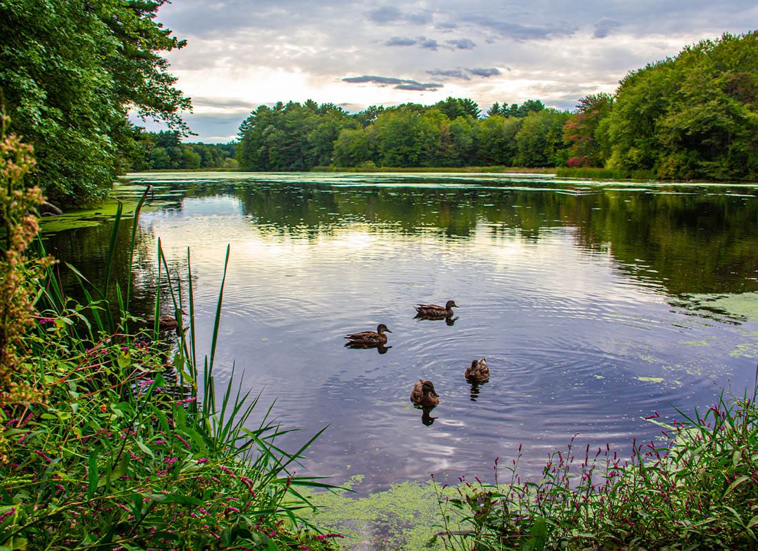 Lakeville, MA - Ducks Floating on Pond by the Wayside Inn